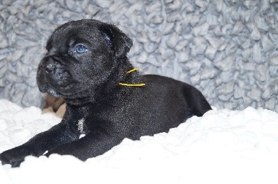 MALE NOIR COLLIER JAUNE