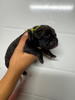 Mâle bringé collier jaune Fluo