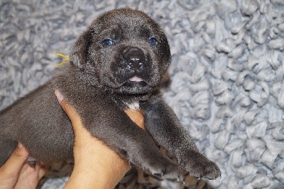 MALE GRIS COLLIER JAUNE