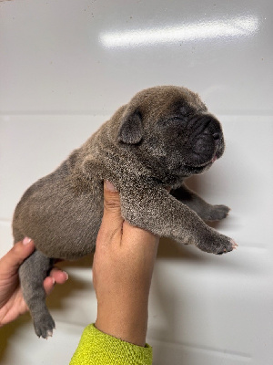 Femelle froment masque gris