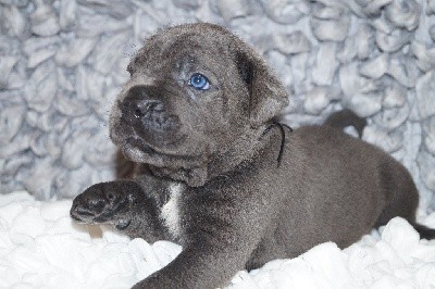 MALE GRIS COLLIER NOIR