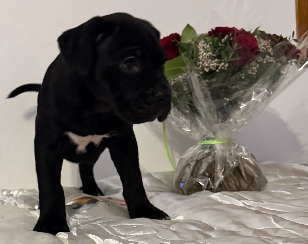 Des Quatre Pattes De La Sensée - Chiots disponibles - Cane Corso