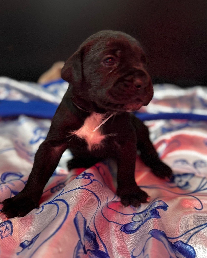 Des Quatre Pattes De La Sensée - Chiots disponibles - Cane Corso