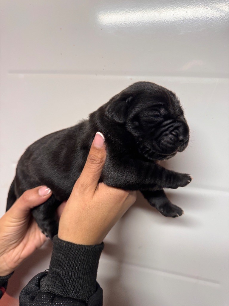 Des Quatre Pattes De La Sensée - Chiots disponibles - Cane Corso