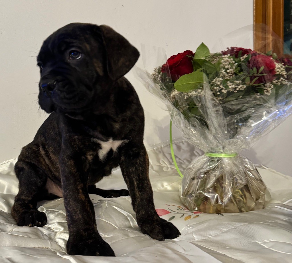 Des Quatre Pattes De La Sensée - Chiots disponibles - Cane Corso